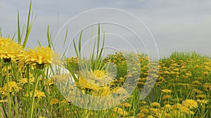 Grass and flowers blooming field nature landscape scene