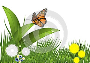 Grass, flowers and butterfly, cdr vector
