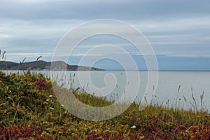 Grass and flowers in cliffs and sea background.