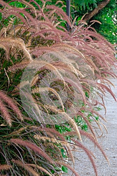 Grass flowers beside country road .nature