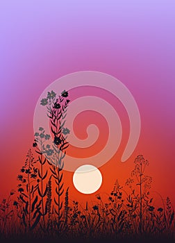 Grass and flowers at dawn. Vector illustration. Sketch