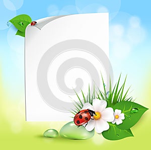 Grass, flowers, dew drops, ladybug