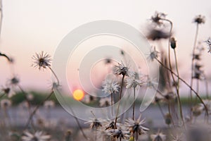 Grass flowers in the evening  And the sunset