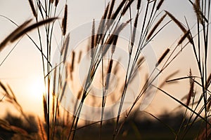 Grass flowers in the evening, sunset with golden light, flowers in the countryside. Wild grass flowers with the evening sun