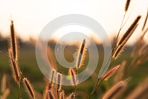 Grass flowers in the evening, sunset with golden light, flowers in the countryside. Wild grass flowers with the evening sun