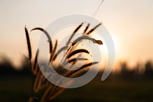 Grass flowers in the evening, sunset with golden light, flowers in the countryside. Wild grass flowers with the evening sun