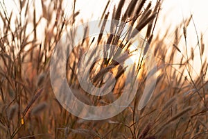 Grass flowers in the evening, sunset with golden light, flowers in the countryside. Wild grass flowers with the evening sun
