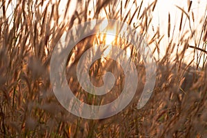 Grass flowers in the evening, sunset with golden light, flowers in the countryside. Wild grass flowers with the evening sun