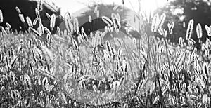 Grass flowers in the field with a blurry background