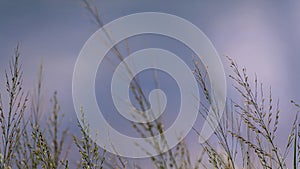 Grass flowers flutter in the wind