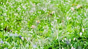 Grass and flowers on the gland