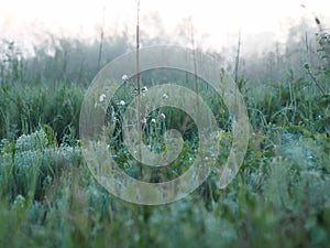 Grass and flowers growing on the banks of the river. Dew drops on the leaves. An early foggy summer morning