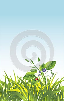 Grass and flowers with ladybird