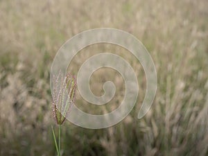 Grass Flowers In Morning Golden Light Background.