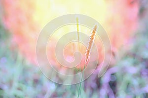 Grass flowers at morning sunrise with light bokeh