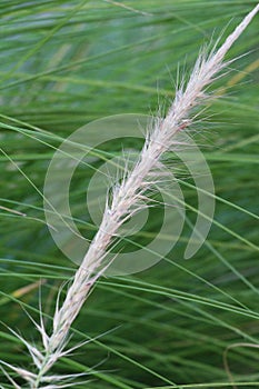 Grass flowers in the nature