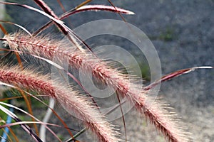 Grass flowers in the nature