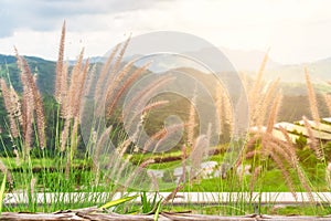 Grass flowers in nature with mountain background. Poaceae grass flower