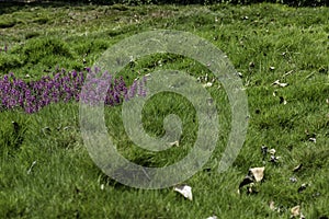 Grass with flowers patch