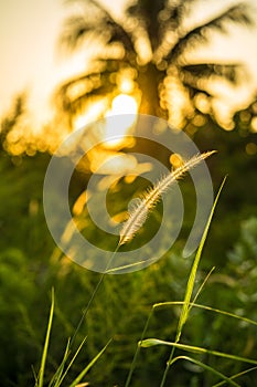 Grass flowers reflect sunlight when the sunset