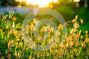 Grass flowers reflect sunlight when the sunset