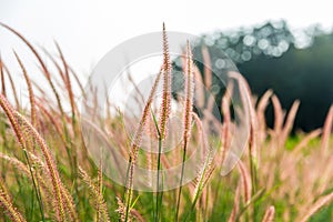 Grass flowers with rim light effect at sunset. Flower grass and sunrise background in the morning.