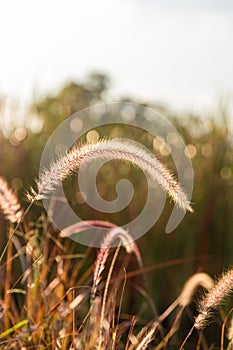 Grass flowers with rim light effect at sunset. Flower grass and sunrise background in the morning. Grass flowers in the grass fiel