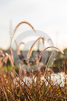 Grass flowers with rim light effect at sunset. Flower grass and sunrise background in the morning. Grass flowers in the grass fiel