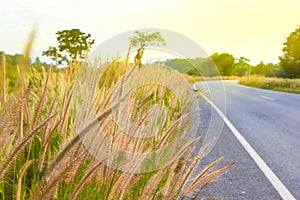 Grass flowers beside the road on sunshine