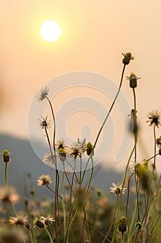 Grass flowers selective focus with shallow depth of field