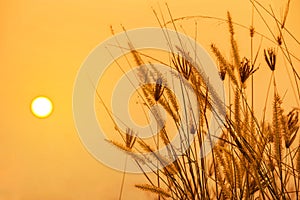 Grass flowers or setaceum pennisetum fountain grass on sunset