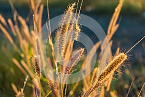 Grass flowers on the side of the road with morning sunshine