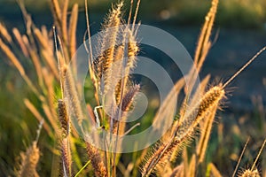 Grass flowers on the side of the road with morning sunshine