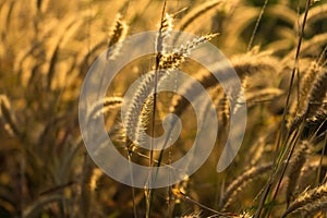 Grass flowers on the side of the road with morning sunshine