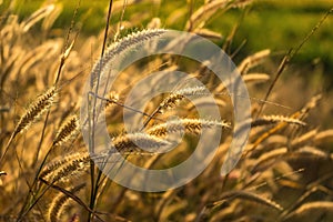 Grass flowers on the side of the road with morning sunshine