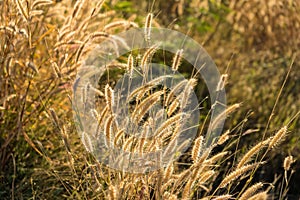 Grass flowers on the side of the road with morning sunshine