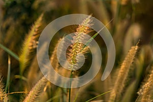 Grass flowers on the side of the road with morning sunshine