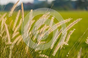 Grass flowers on the side of the road with morning sunshine