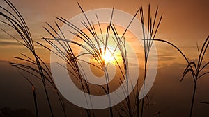 Grass flowers with silhouette at sunset. Flower grass and sunrise background in the morning. Grass flowers in the grass field in t