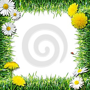 Grass and flowers. Spring and summer natural frame, white background