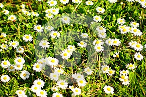 The grass with flowers on spring time