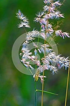 The grass flowers in the sunlight