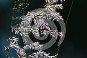 The grass flowers in the sunlight