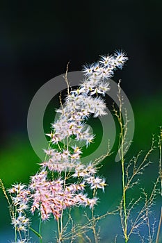 The grass flowers in the sunlight