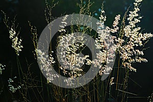 The grass flowers in the sunlight