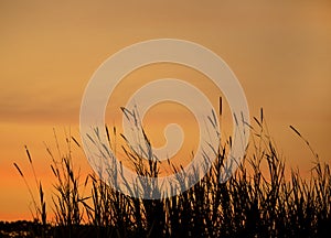 Grass flowers sunset
