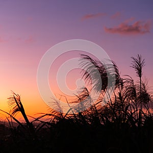 Grass flowers during the sunset. Shadow of plants with light in warm tone. Evening time on the hill. Soft focus in nature