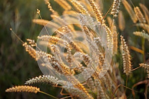 Grass flowers under warm golden sunlight