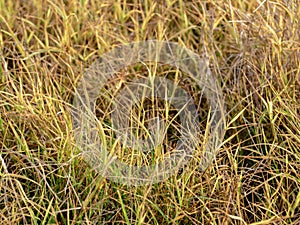 Grass flowers in the wasteland along the road