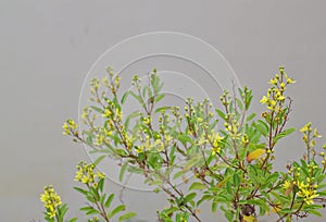Grass flowers, yellow flowers, small flowering shrubs, white background walls